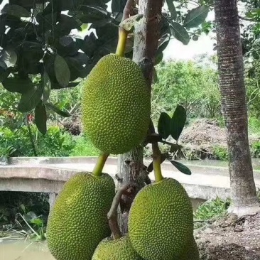 出嫁女 视频截图