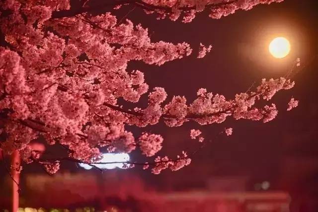 仙二代之龍女敖嬌 视频截图