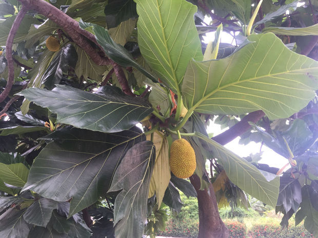 冒牌大賊 视频截图