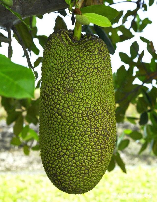 冰雪女王3：火與冰（國語版） 视频截图