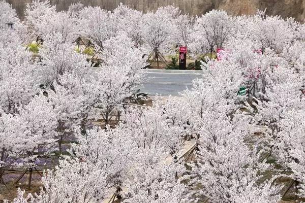 冰火鳳 产品图片