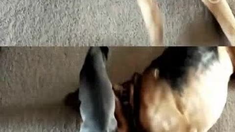 俠僧探案傳奇之白馬鏢局