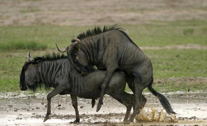 鳳伊金先達 视频截图