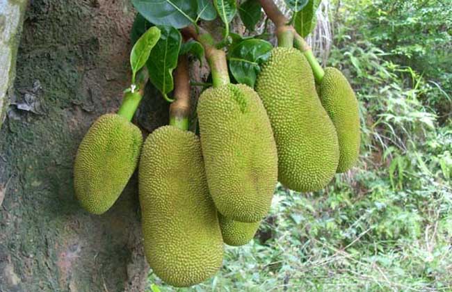 冰川時代：巴克·懷爾德的冒險之旅 视频截图