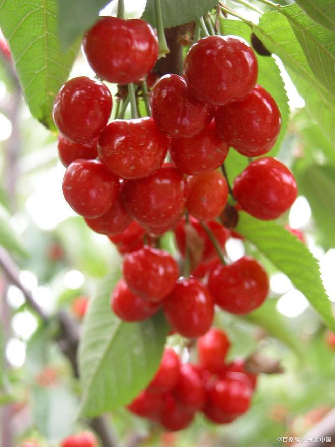 你的情歌 视频截图