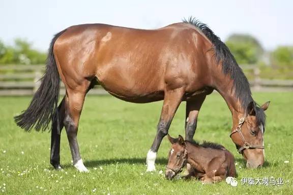 決戰紫禁之巔（粵語版） 视频截图