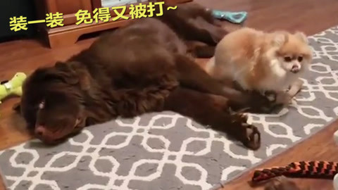 偵探麻理子一生中最悲慘的日子 视频截图