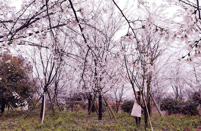 冒牌大賊 视频截图