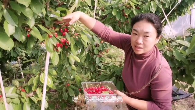 傾城之淚 视频截图