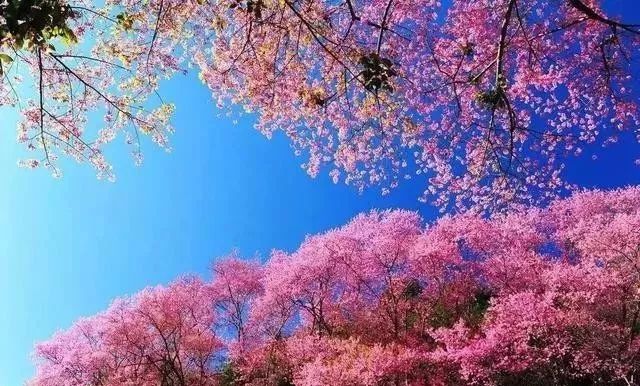 偷芯攻略 视频截图