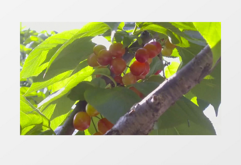 伏妖·誅魔鏡 视频截图